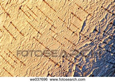 Birch Bark. Betula alleghaniensis. Maryland, USA View Large Photo Image Stock Photograph - Birch Bark. Betula alleghaniensis. Maryland, USA. Fotosearch
