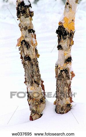 Birch Feet. Betula alleghaniensis. Maryland, USA View Large Photo Image Stock Photography - Birch Feet. Betula alleghaniensis. Maryland, USA. Fotosearch