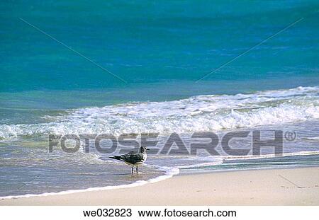 Bird on beach, Cancun. Quintana Roo, Mexico View Large Photo Image Stock Image - Bird on beach, Cancun. Quintana Roo, Mexico. Fotosearch