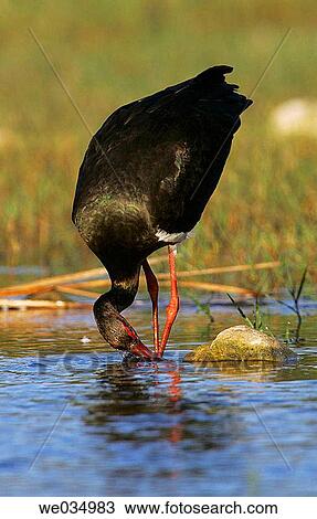 Black Stork (Ciconia nigra). Mßlaga, Andalusia, Spain View Large Photo Image Stock Image - Black Stork (Ciconia nigra). Mßlaga, Andalusia, Spain. Fotosearch