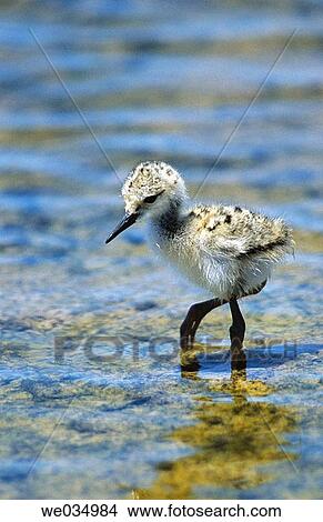 Black-winged Stilt (Himantopus himantopus). Mßlaga, Andalusia, Spain View Large Photo Image Picture - Black-winged Stilt (Himantopus himantopus). Mßlaga, Andalusia, Spain. Fotosearch