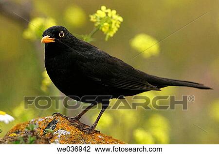 Stock Image - Blackbird (Turdus merula). Sevilla, Andalusia, Spain. Fotosearch