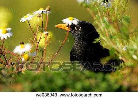 Blackbird (Turdus merula). Sevilla, Andalusia, Spain View Large Photo Image Stock Image - Blackbird (Turdus merula). Sevilla, Andalusia, Spain. Fotosearch