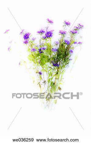 Blue aster flowers (Aster chinensis). Winter 2004, Maryland, USA View Large Photo Image Stock Photo - Blue aster flowers (Aster chinensis). Winter 2004, Maryland, USA. Fotosearch