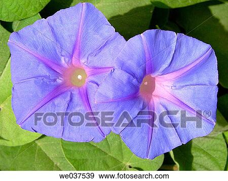 Blue Morning Glory (Ipomoea sp. ) View Large Photo Image Stock Photo - Blue Morning Glory (Ipomoea sp. ). Fotosearch