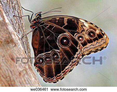 Blue Morpho, Morpho peleides, Morphidae, Belize View Large Photo Image Stock Image - Blue Morpho, Morpho peleides, Morphidae, Belize. Fotosearch