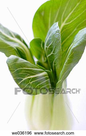 Bok Choy Oriental cabbage View Large Photo Image Stock Photograph - Bok Choy Oriental cabbage. Fotosearch