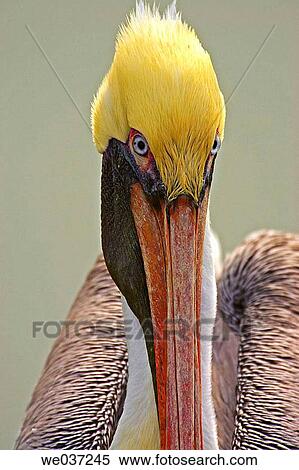 Brown Pelican (Pelecanus occidentalis) View Large Photo Image Stock Photography - Brown Pelican (Pelecanus occidentalis). Fotosearch