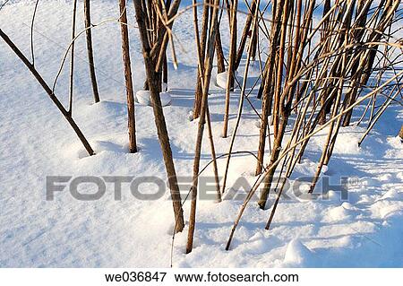 Bushes in the snow, Central Park, New York View Large Photo Image Stock Photo - Bushes in the snow, Central Park, New York. Fotosearch
