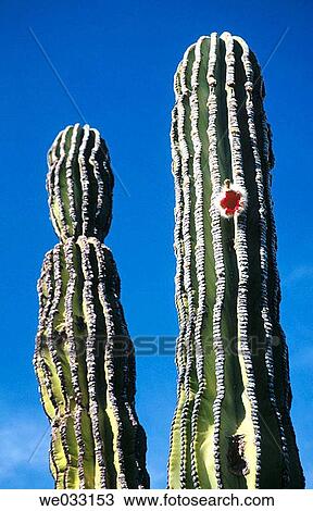 Cactus at Vizcaino region of Sonoran desert. Baja California, Mexico View Large Photo Image Stock Image - Cactus at Vizcaino region of Sonoran desert. Baja California, Mexico. Fotosearch