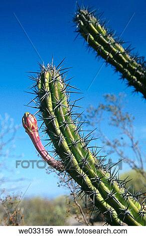 Cactus at Vizcaino region of Sonoran desert. Baja California, Mexico View Large Photo Image Stock Photograph - Cactus at Vizcaino region of Sonoran desert. Baja California, Mexico. Fotosearch