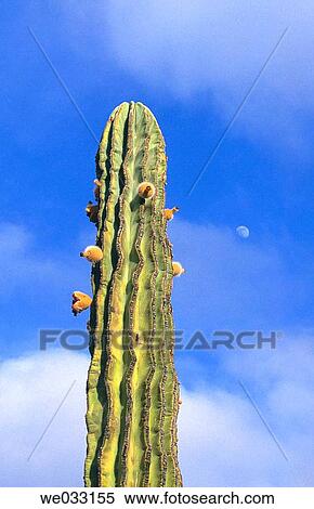 Cactus at Vizcaino region of Sonoran desert. Baja California, Mexico View Large Photo Image Stock Photography - Cactus at Vizcaino region of Sonoran desert. Baja California, Mexico. Fotosearch