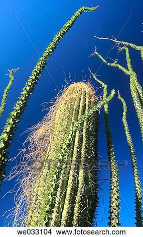 Cactus, Pinacate and Altar Desert. Sonora, Mexico View Large Photo Image Picture - Cactus, Pinacate and Altar Desert. Sonora, Mexico. Fotosearch