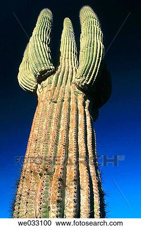 Cactus, Pinacate and Altar Desert. Sonora, Mexico View Large Photo Image Stock Image - Cactus, Pinacate and Altar Desert. Sonora, Mexico. Fotosearch