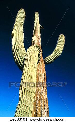Cactus, Pinacate and Altar Desert. Sonora, Mexico View Large Photo Image Stock Image - Cactus, Pinacate and Altar Desert. Sonora, Mexico. Fotosearch