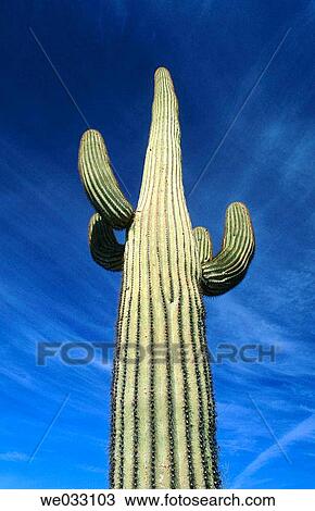 Cactus, Pinacate and Altar Desert. Sonora, Mexico View Large Photo Image Stock Image - Cactus, Pinacate and Altar Desert. Sonora, Mexico. Fotosearch