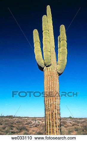 Cactus, Pinacate and Altar Desert. Sonora, Mexico View Large Photo Image Stock Image - Cactus, Pinacate and Altar Desert. Sonora, Mexico. Fotosearch