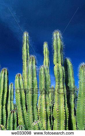 Cactus, Pinacate and Altar Desert. Sonora, Mexico View Large Photo Image Stock Photo - Cactus, Pinacate and Altar Desert. Sonora, Mexico. Fotosearch