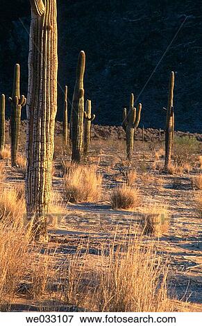 Stock Photo - Cactus, Pinacate and Altar Desert. Sonora, Mexico. Fotosearch