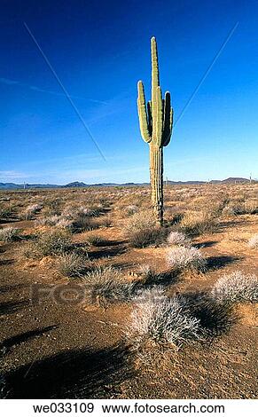 Stock Photo - Cactus, Pinacate and Altar Desert. Sonora, Mexico. Fotosearch