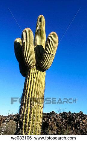 Cactus, Pinacate and Altar Desert. Sonora, Mexico View Large Photo Image Stock Photograph - Cactus, Pinacate and Altar Desert. Sonora, Mexico. Fotosearch