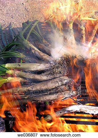Stock Photo - ? Cal? ots? (white onions). Catalonia, Spain. Fotosearch