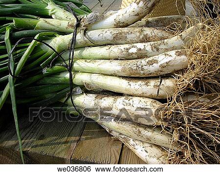 ? Cal? ots? (white onions). Catalonia, Spain View Large Photo Image Stock Photograph - ? Cal? ots? (white onions). Catalonia, Spain. Fotosearch