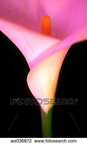 Calla lily View Large Photo Image Stock Image - Calla lily. Fotosearch