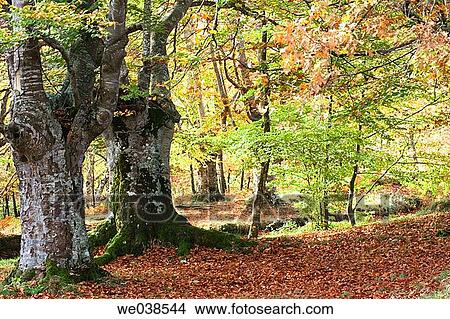 calm, forest, day, country, autumn View Large Photo Image Picture - calm, forest, day, country, autumn. Fotosearch