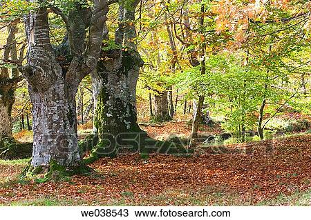 Stock Image - calm, forest, day, country, autumn. Fotosearch