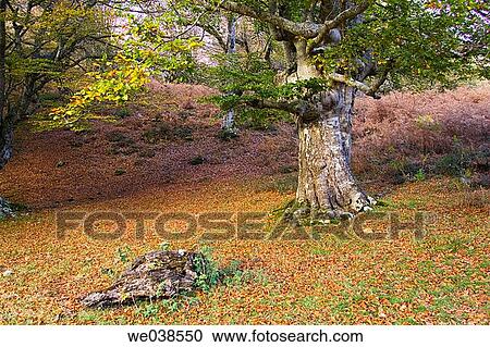 calm, forest, day, country, autumn View Large Photo Image Stock Image - calm, forest, day, country, autumn. Fotosearch