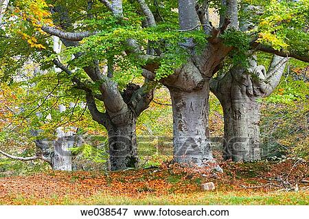calm, forest, day, country, autumn View Large Photo Image Stock Photo - calm, forest, day, country, autumn. Fotosearch