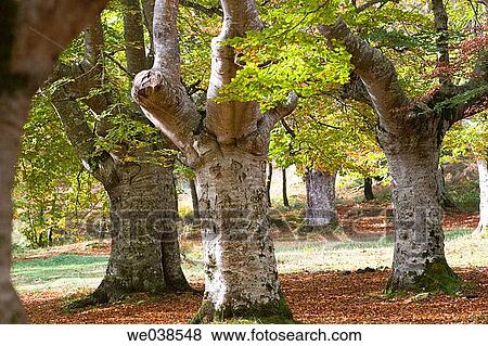 calm, forest, day, country, autumn View Large Photo Image Stock Photo - calm, forest, day, country, autumn. Fotosearch
