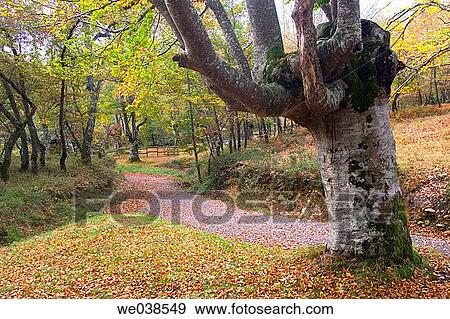 Stock Photo - calm, forest, day, country, autumn. Fotosearch