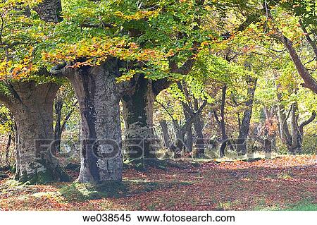 calm, forest, day, country, autumn View Large Photo Image Stock Photography - calm, forest, day, country, autumn. Fotosearch