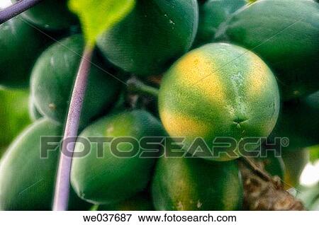 Carica papaya. Maryland, USA View Large Photo Image Stock Photo - Carica papaya. Maryland, USA. Fotosearch