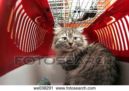 Stock Image - Cat in carrier. Fotosearch