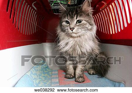 Cat in carrier View Large Photo Image Stock Image - Cat in carrier. Fotosearch