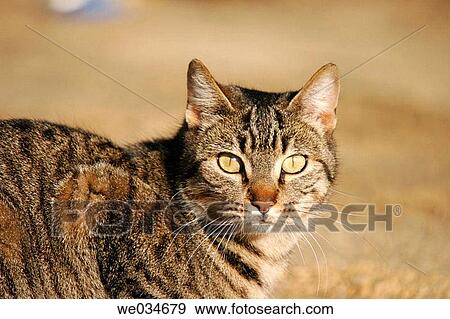 Cat View Large Photo Image Stock Photo - Cat. Fotosearch