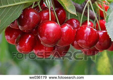 Stock Photo - Cherries. Fotosearch