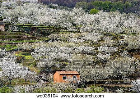 Cherry trees in full blossom. Jerte Valley, Cßceres province, Extremadura, Spain View Large Photo Image Picture - Cherry trees in full blossom. Jerte Valley, Cßceres province, Extremadura, Spain. Fotosearch