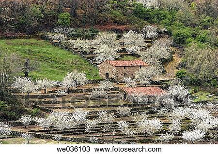 Cherry trees in full blossom. Jerte Valley, Cßceres province, Extremadura, Spain View Large Photo Image Stock Image - Cherry trees in full blossom. Jerte Valley, Cßceres province, Extremadura, Spain. Fotosearch