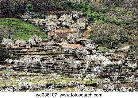 Cherry trees in full blossom. Jerte Valley, Cßceres province, Extremadura, Spain View Large Photo Image Stock Photo - Cherry trees in full blossom. Jerte Valley, Cßceres province, Extremadura, Spain. Fotosearch