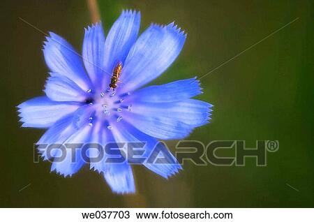 Chicory Flower. Cichorium intybus. Maryland, USA View Large Photo Image Stock Image - Chicory Flower. Cichorium intybus. Maryland, USA. Fotosearch