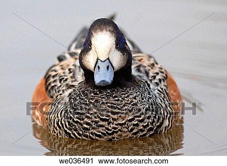 Chiloe Wigeon (Anas sibilatrix) View Large Photo Image Stock Image - Chiloe Wigeon (Anas sibilatrix). Fotosearch
