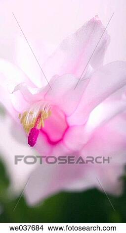 Christmas Cactus. Schlumbergera bridgessii. Maryland, USA View Large Photo Image Picture - Christmas Cactus. Schlumbergera bridgessii. Maryland, USA. Fotosearch