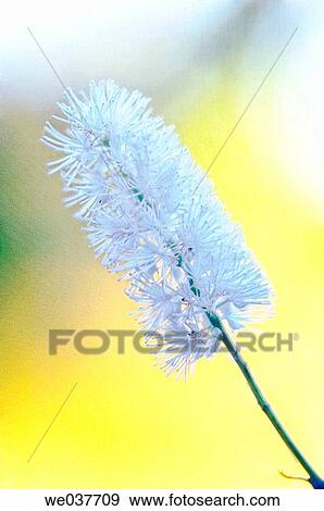 Cimicifuga simplex. Maryland, USA View Large Photo Image Stock Photo - Cimicifuga simplex. Maryland, USA. Fotosearch