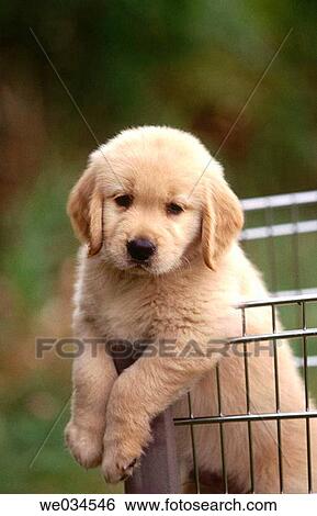 Close-up, animal, cart, Baby animal, baby, adorable View Large Photo Image Stock Photograph - Close-up, animal, cart, Baby animal, baby, adorable. Fotosearch