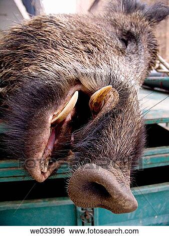 Close-up, fauna, dead, day, animal View Large Photo Image Stock Photograph - Close-up, fauna, dead, day, animal. Fotosearch