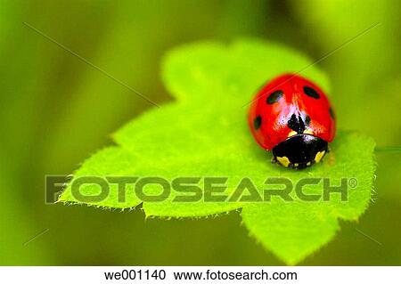 Coccinella septempunctata. El Hierro. Canary islands. Spain. View Large Photo Image Stock Image - Coccinella septempunctata. El Hierro. Canary islands. Spain.. Fotosearch